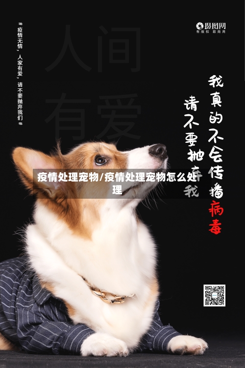 疫情处理宠物/疫情处理宠物怎么处理-第1张图片