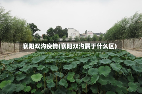 襄阳双沟疫情(襄阳双沟属于什么区)-第1张图片