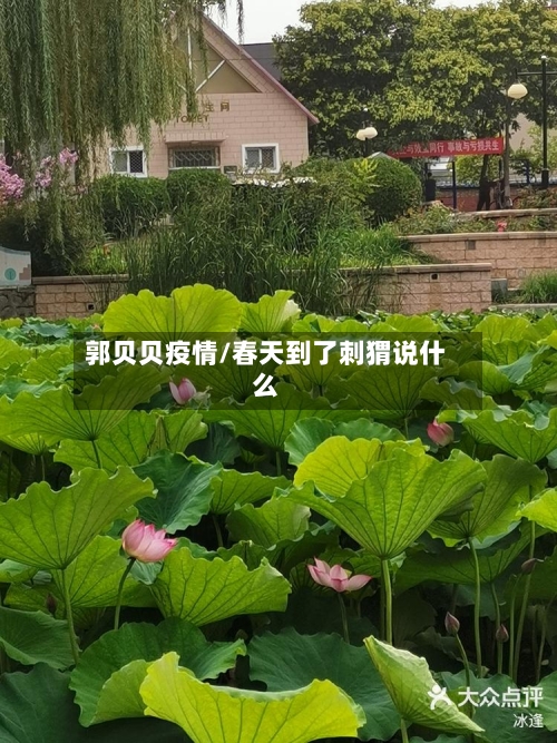 郭贝贝疫情/春天到了刺猬说什么-第1张图片